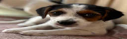 Jack Russell dogs for sale: Traditional short-legged Jack Russell puppies. - Advert 7
