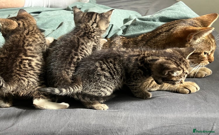 Mixed Breed cats - Advert 5