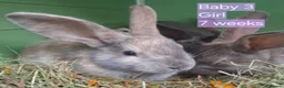 Mixed Breed rabbits for sale: Baby rabbits - Advert 11