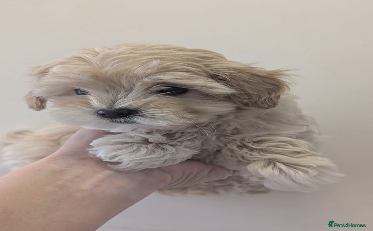 Maltipoo dogs - Advert 6