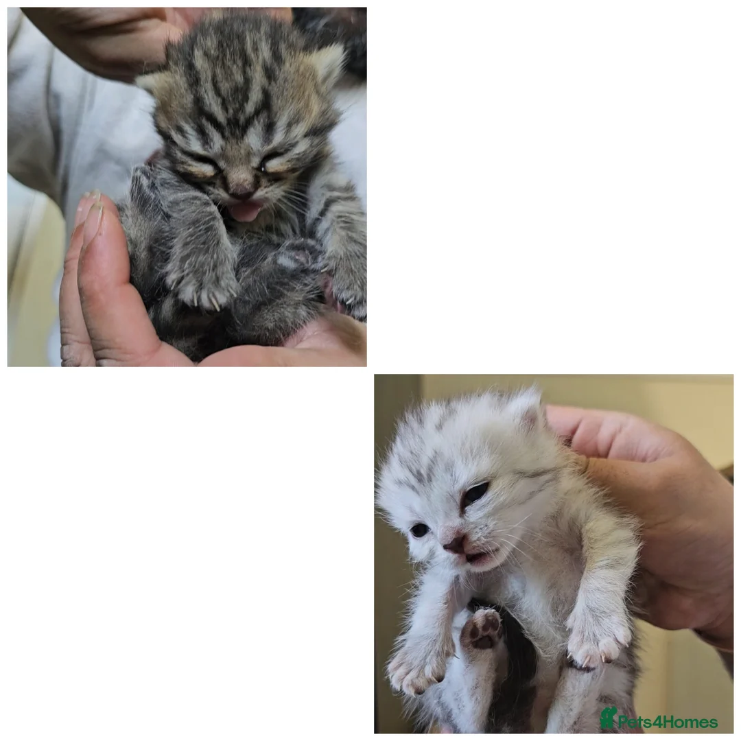 British Shorthair cats for sale: ✨️✨️Tabby British Shorthair kitten✨️✨️ - Advert 2
