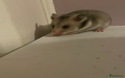 Hamster rodents for sale: Baby Syrian hamsters🐹  - Advert 5