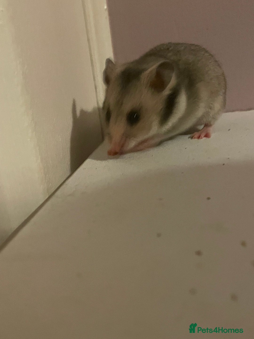 Hamster rodents for sale: Baby Syrian hamsters🐹  - Advert 5