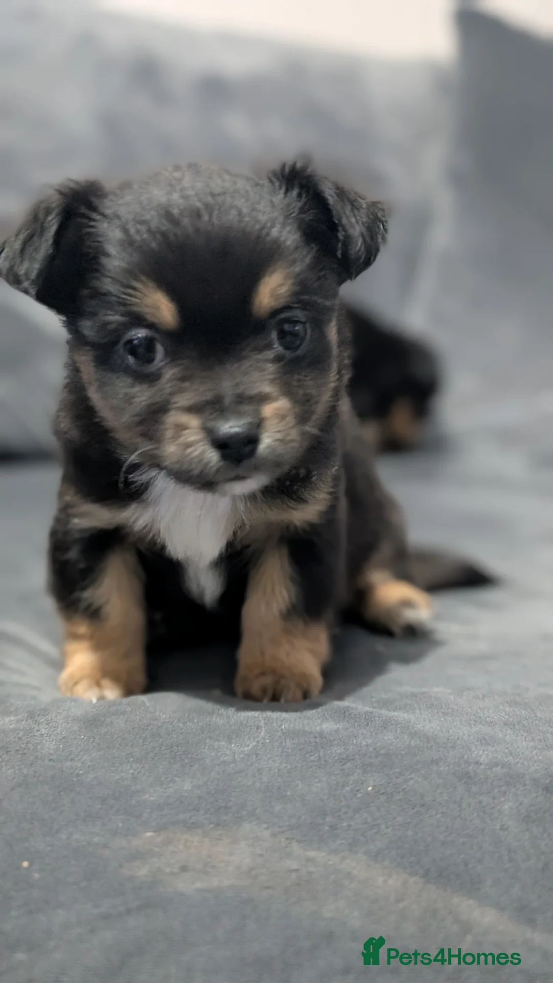 Chihuahua dogs for sale: Beautiful Chihuahua puppies for sale  - Advert 5