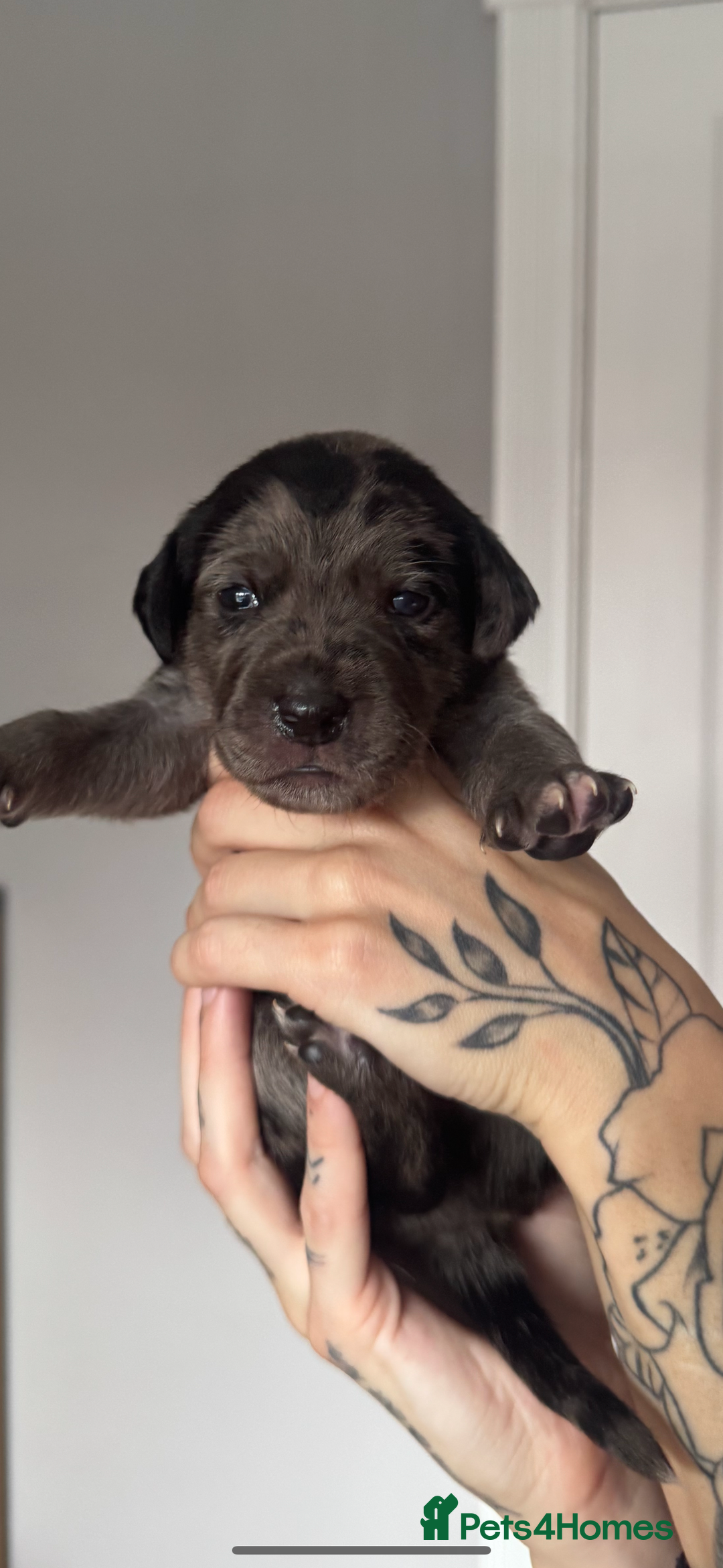 Mixed Breed dogs for sale: Gorgeous medium pups - Image 7