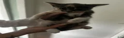 Mixed Breed cats for sale: Kittens for sale  - Advert 4