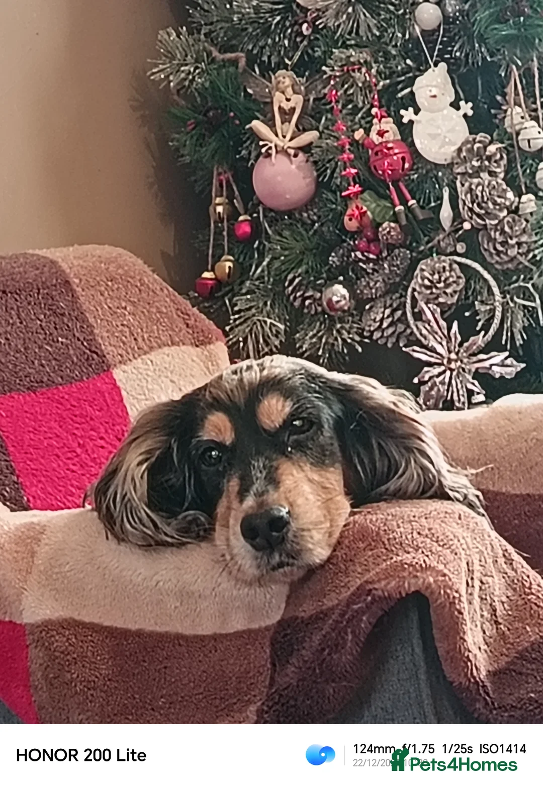 Cocker Spaniel dogs for sale: Cocker spaniel puooys - Advert 38