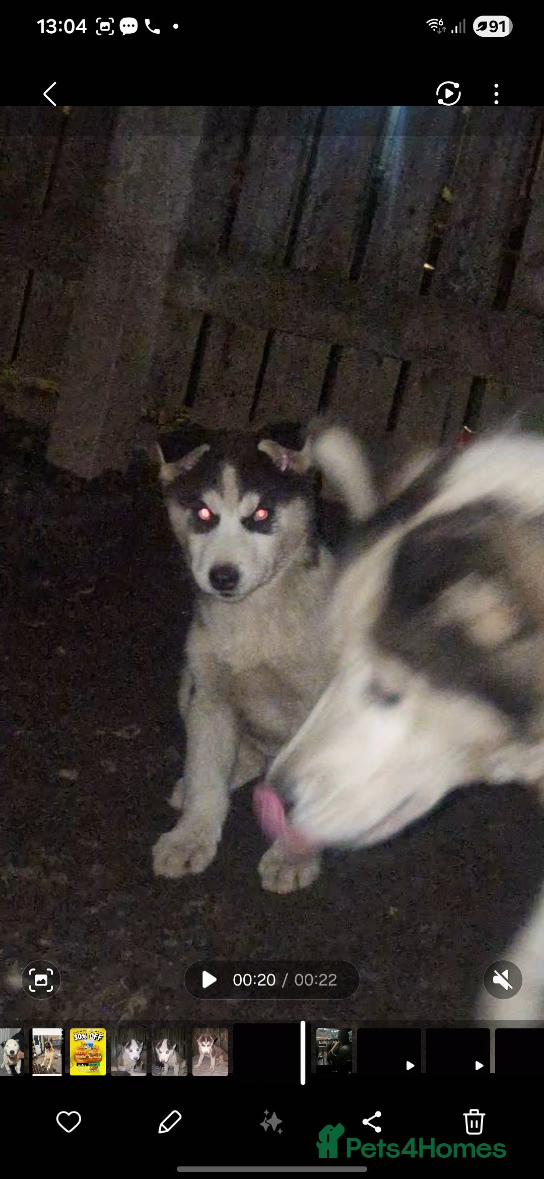 Siberian Husky dogs for sale: Husky puppy's  - Advert 18