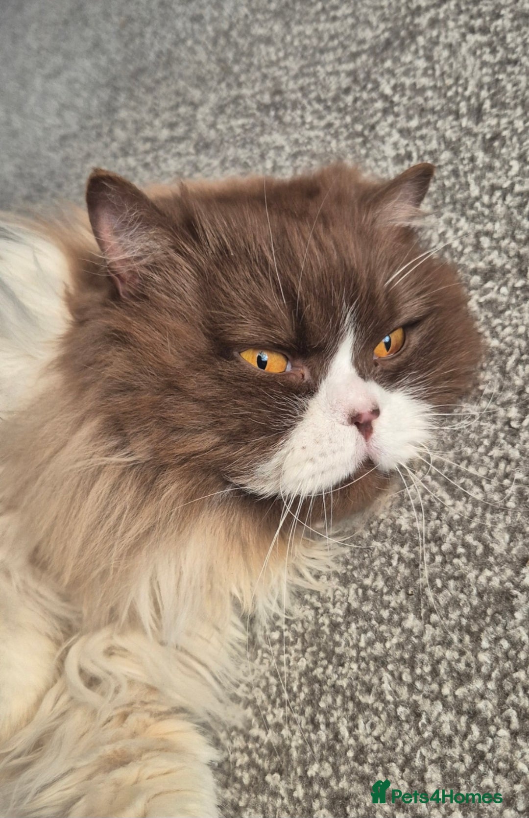 British Longhair cats for sale: Stunning GCCF Reg Male (Russian Imported parents)  - Image 6