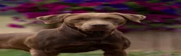 Labrador Retriever dogs for sale: Cutest puppies ever.  - Advert 20