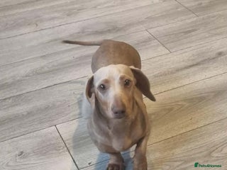 Miniature Dachshund dogs 🩵Beautiful Spotted Male Dachshund🩵 - Advert 1