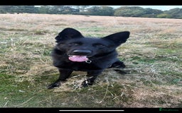 German Shepherd dogs for sale: 4* Licensed. KC Registered. Health Tested Parents - Image 3