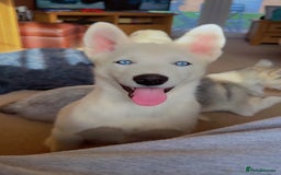 Siberian Husky dogs for sale: Beautiful Blue Eyes Siberian Husky 😍  - Image 6