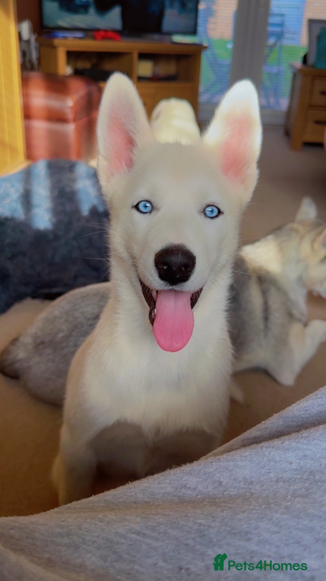 Siberian Husky dogs for sale: Beautiful Blue Eyes Siberian Husky 😍  - Image 6
