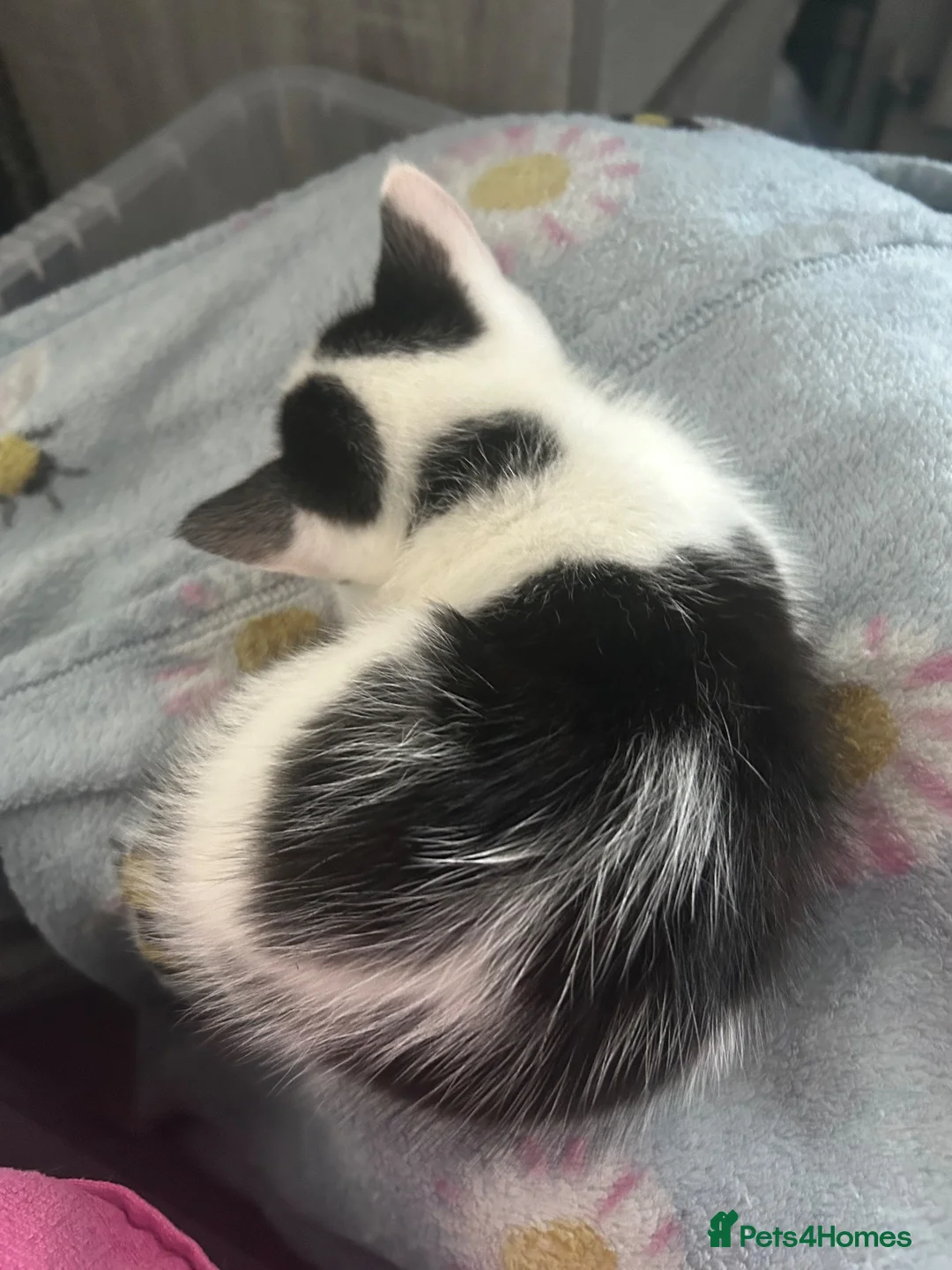 Mixed Breed cats for sale: 2 girls and 2 boys ready on 28 th October  - Advert 2