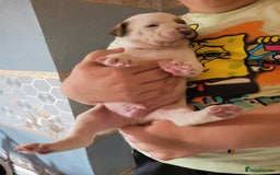 American Bulldog dogs for sale: American bulldogs  - Image 10