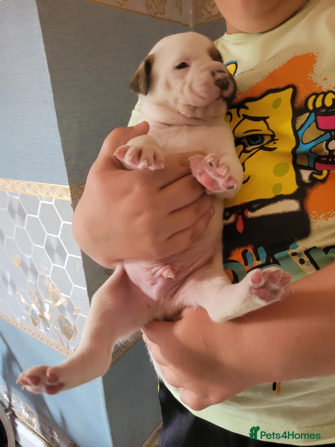 American Bulldog dogs for sale: American bulldogs  - Image 10