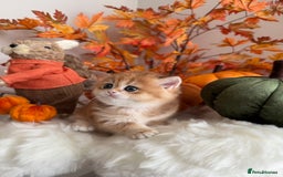 British Shorthair cats for sale: Golden British Shorthair  - Image 7