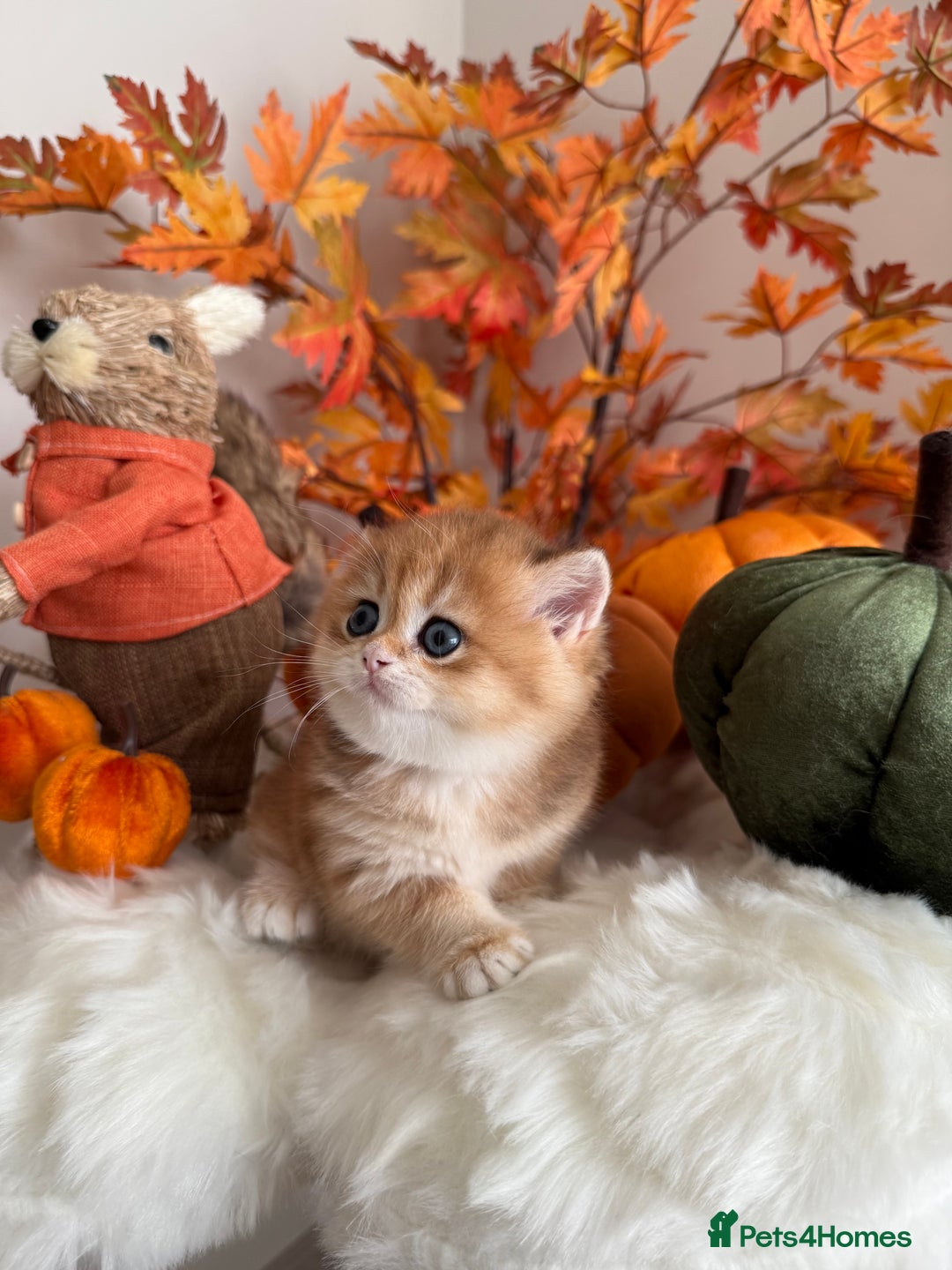 British Shorthair cats for sale: Golden British Shorthair  - Image 7