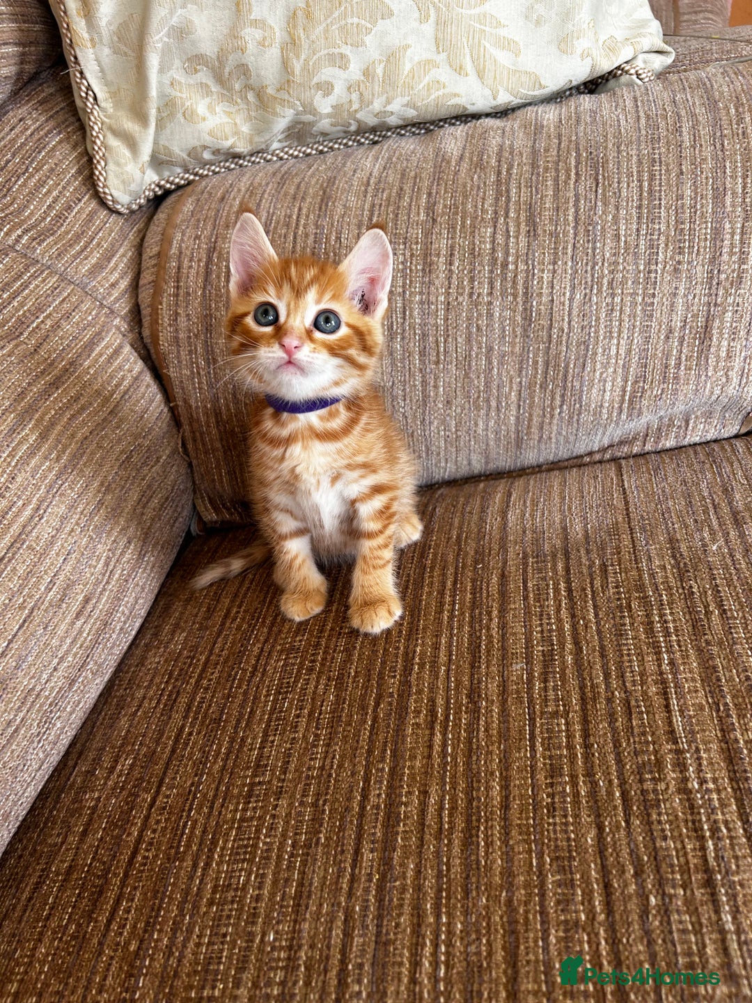 Ragdoll cats for sale: Ragdoll mixed tabby Ginger kittens - Image 18