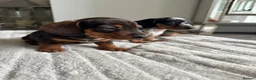 Miniature Dachshund dogs for sale: Miniature dachshund  - Advert 3