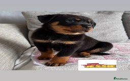 Rottweiler dogs for sale: Stunning chunky Rottweiler puppies - Image 6