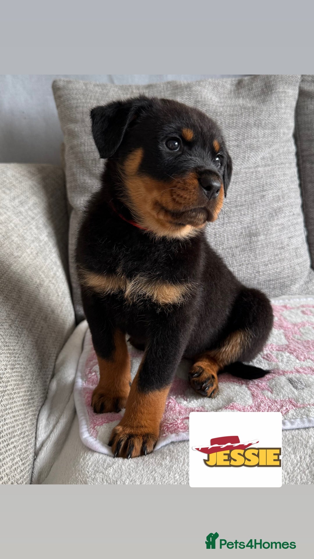 Rottweiler dogs for sale: Stunning chunky Rottweiler puppies - Image 6