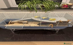 Hamster rodents for sale: ⭐ Black Syrian Hamster – Free to a Loving Home ⭐ - Advert 3