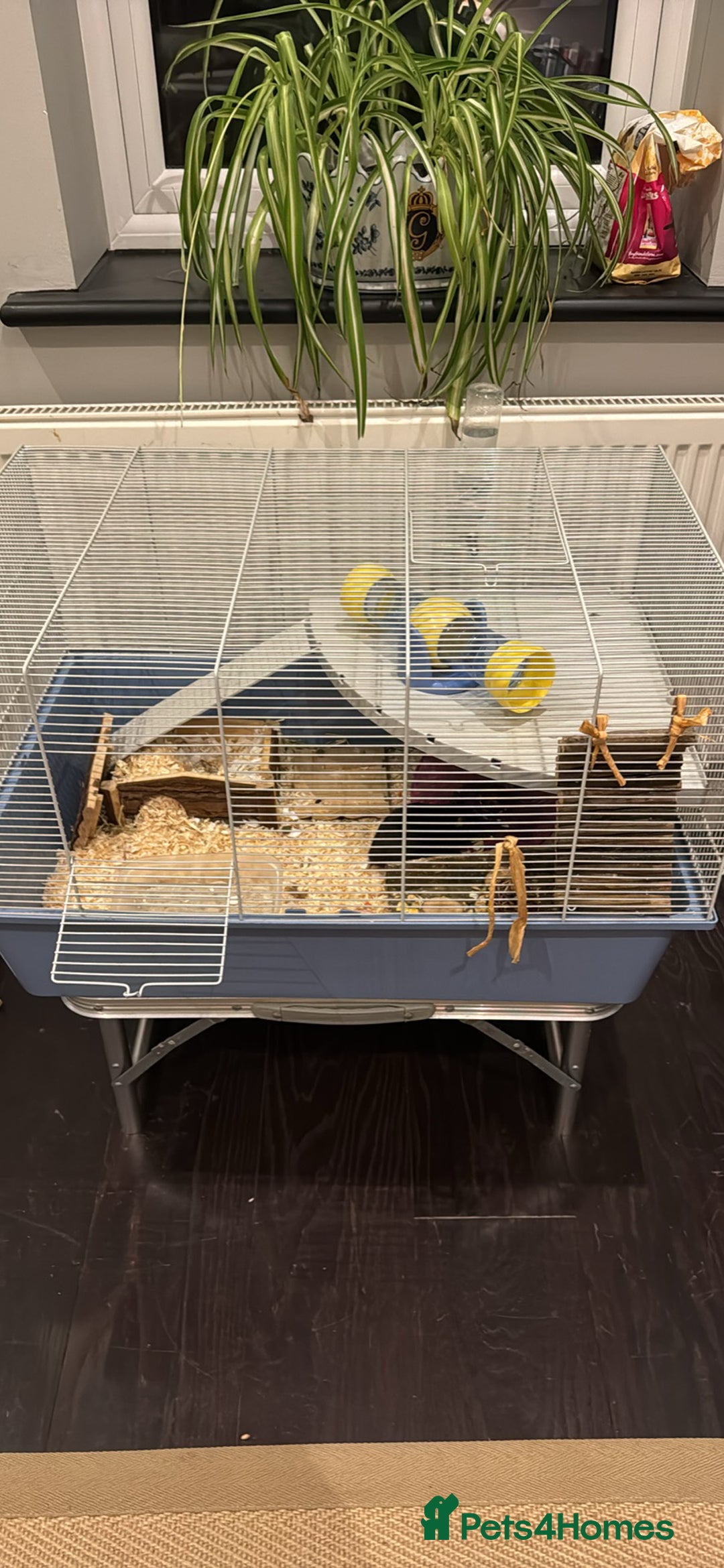 Hamster rodents for sale: ⭐ Black Syrian Hamster – Free to a Loving Home ⭐ - Advert 3