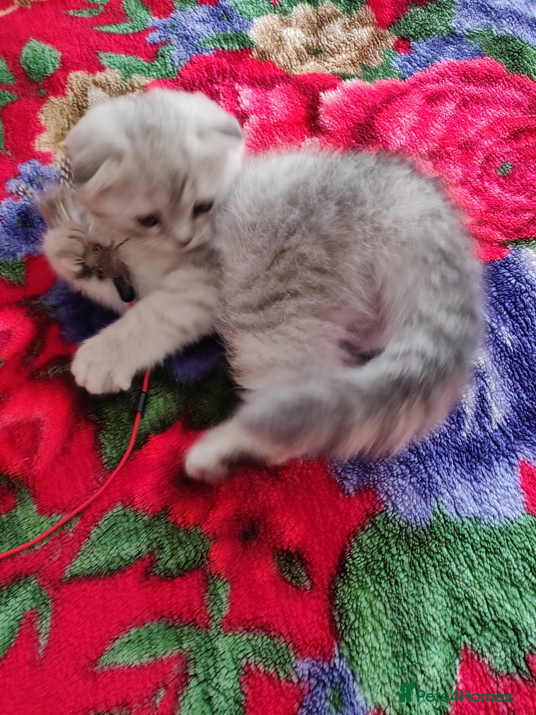 Scottish Fold cats for sale: Scottish Fold kitten  - Advert 9