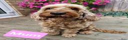 Cockapoo dogs for sale: Cockapoo f1b 5 boys  - Advert 17