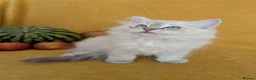 Ragdoll cats for sale: GCCF Full Pedigree Ragdoll Kittens  - Advert 35