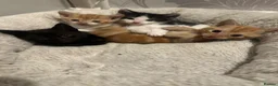 Domestic Shorthair cats for sale: 4 beautiful kittens looking for their home.  - Advert 15