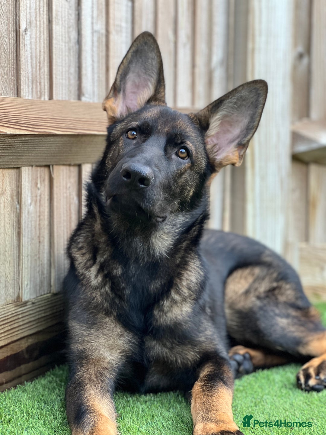 German Shepherd dogs for sale: Female German Shepherd - working line - Advert 27