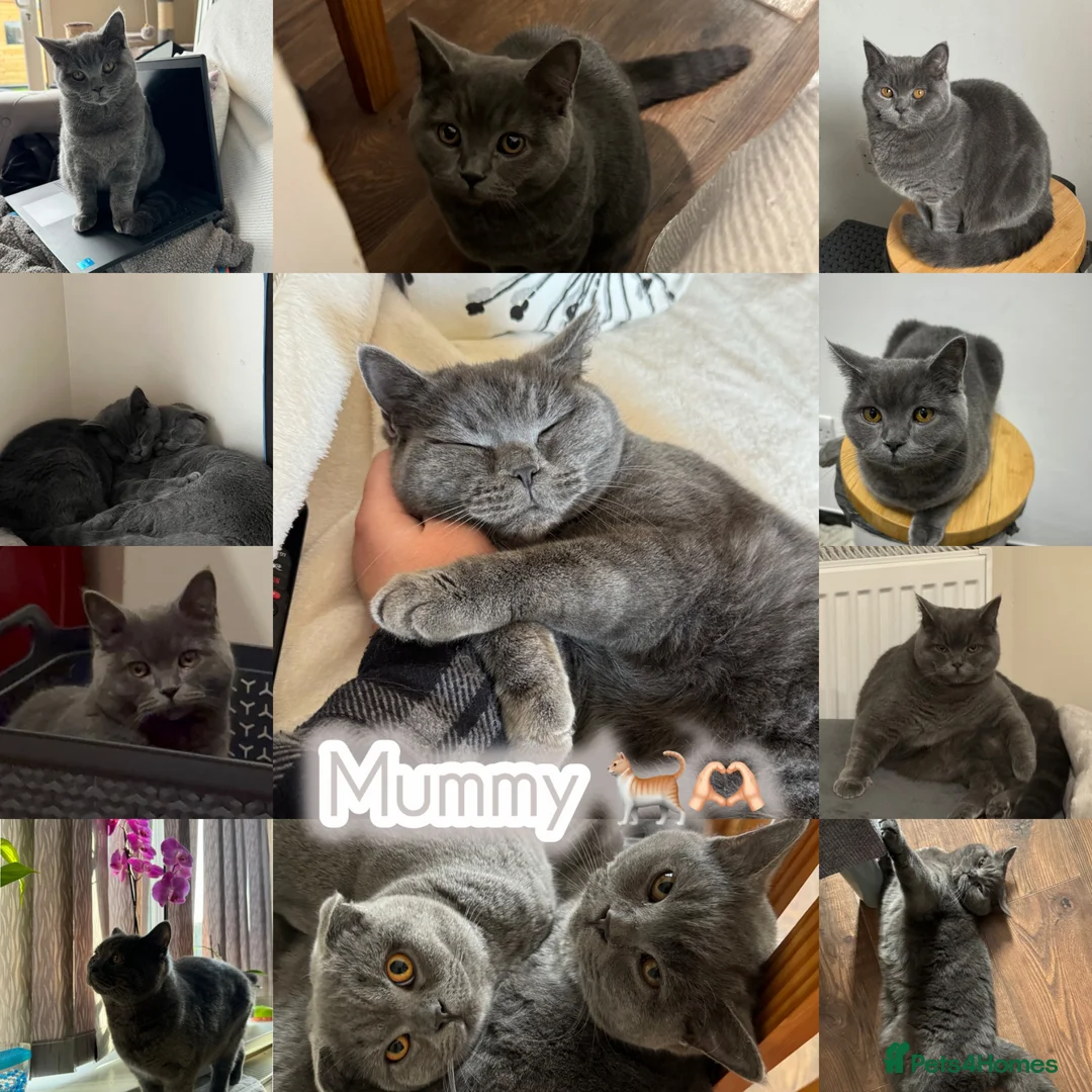 British Shorthair cats for sale: 🐈 Stunning British Shorthair for sale 🫶🏻🐈‍⬛ - Advert 27