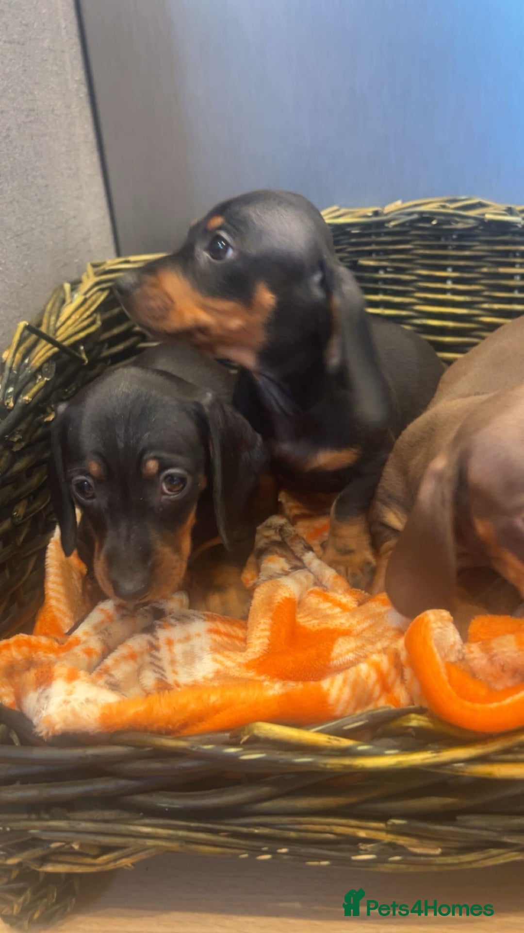 Miniature Dachshund dogs for sale: Minatures dachounds - Advert 7