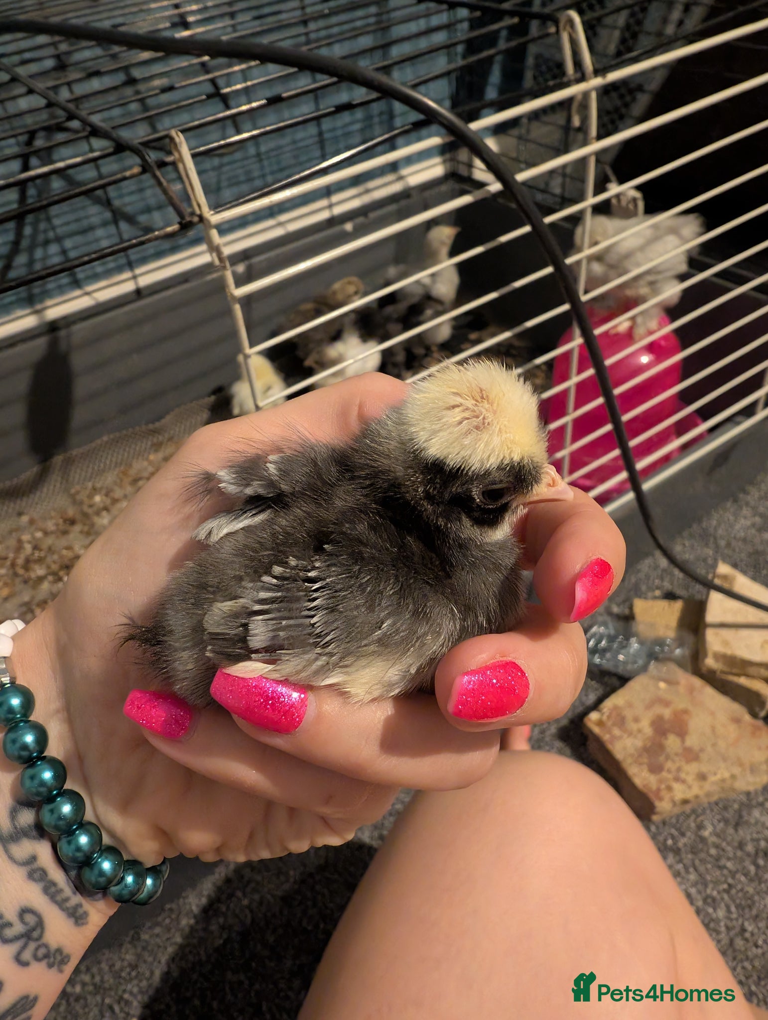 Chickens poultry 6x 1-2 week old Silkies & Cuckoo polish chicks  - Advert 19