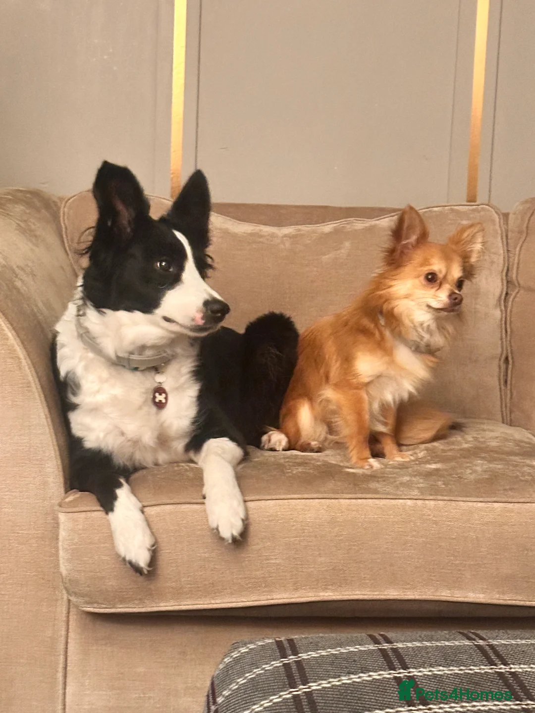 Chihuahua dogs for sale: Male chihuahua 2yo (entire)  - Advert 7