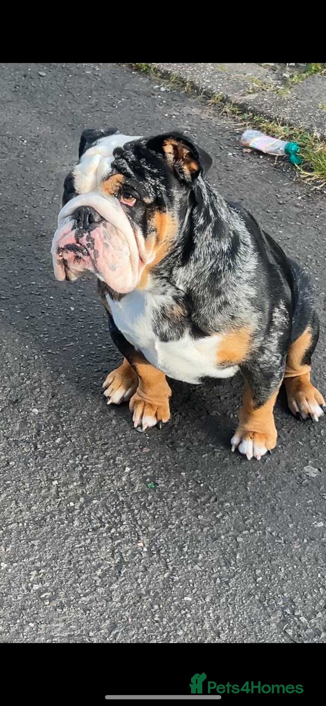 English Bulldog dogs for sale: English bulldog puppy for sale  - Advert 8