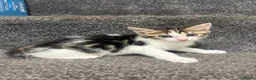 Domestic Shorthair cats for sale: 5 Adorable Little Kittens - Advert 2