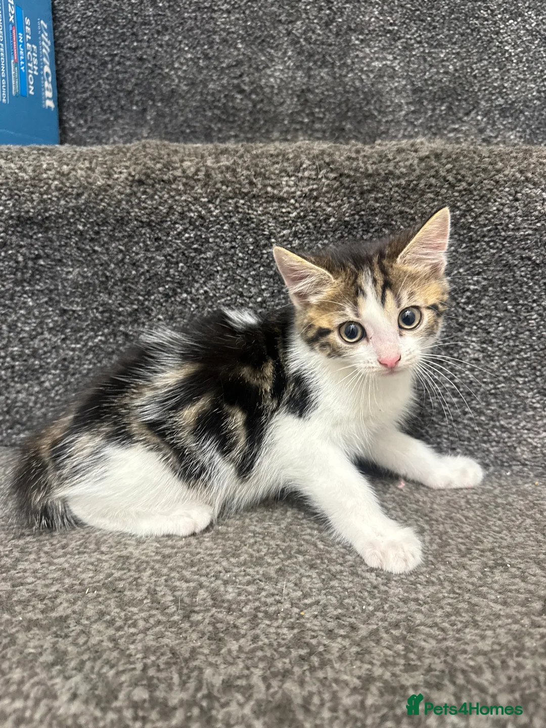 Domestic Shorthair cats for sale: 5 Adorable Little Kittens - Advert 2