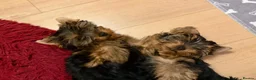 Yorkshire Terrier dogs for sale: DWKC Yorkshire Terrier Boys ,Show KC Winner Dad - Advert 4