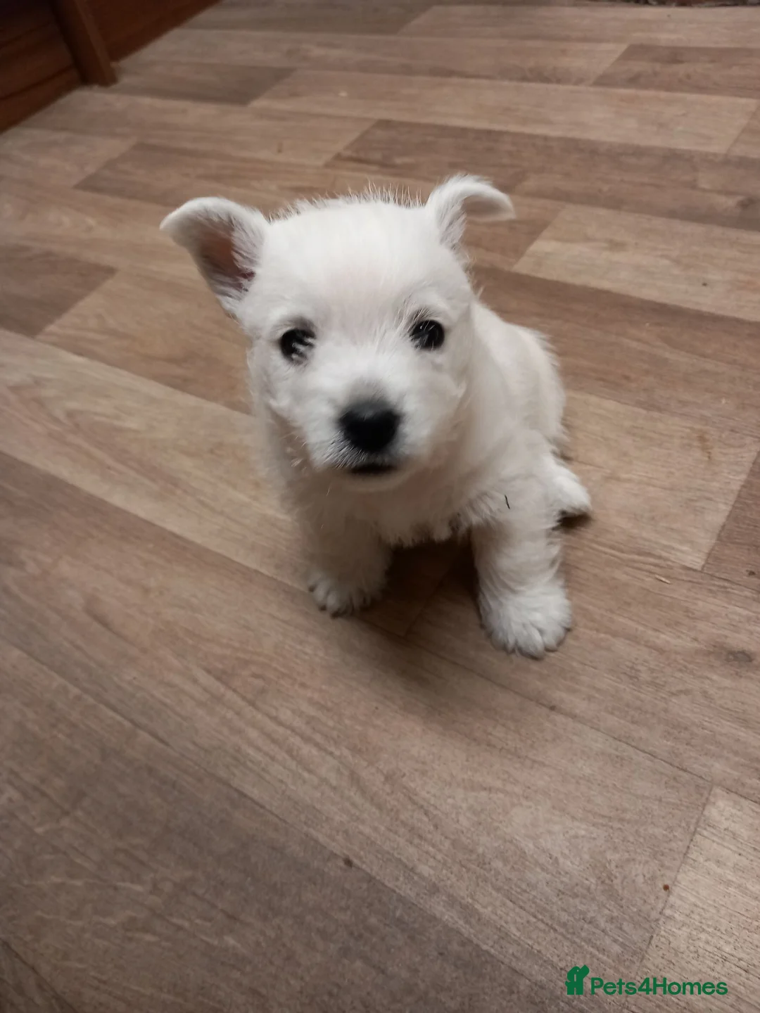 West Highland Terrier dogs for sale: Beautiful west Highland terriers  - Advert 2