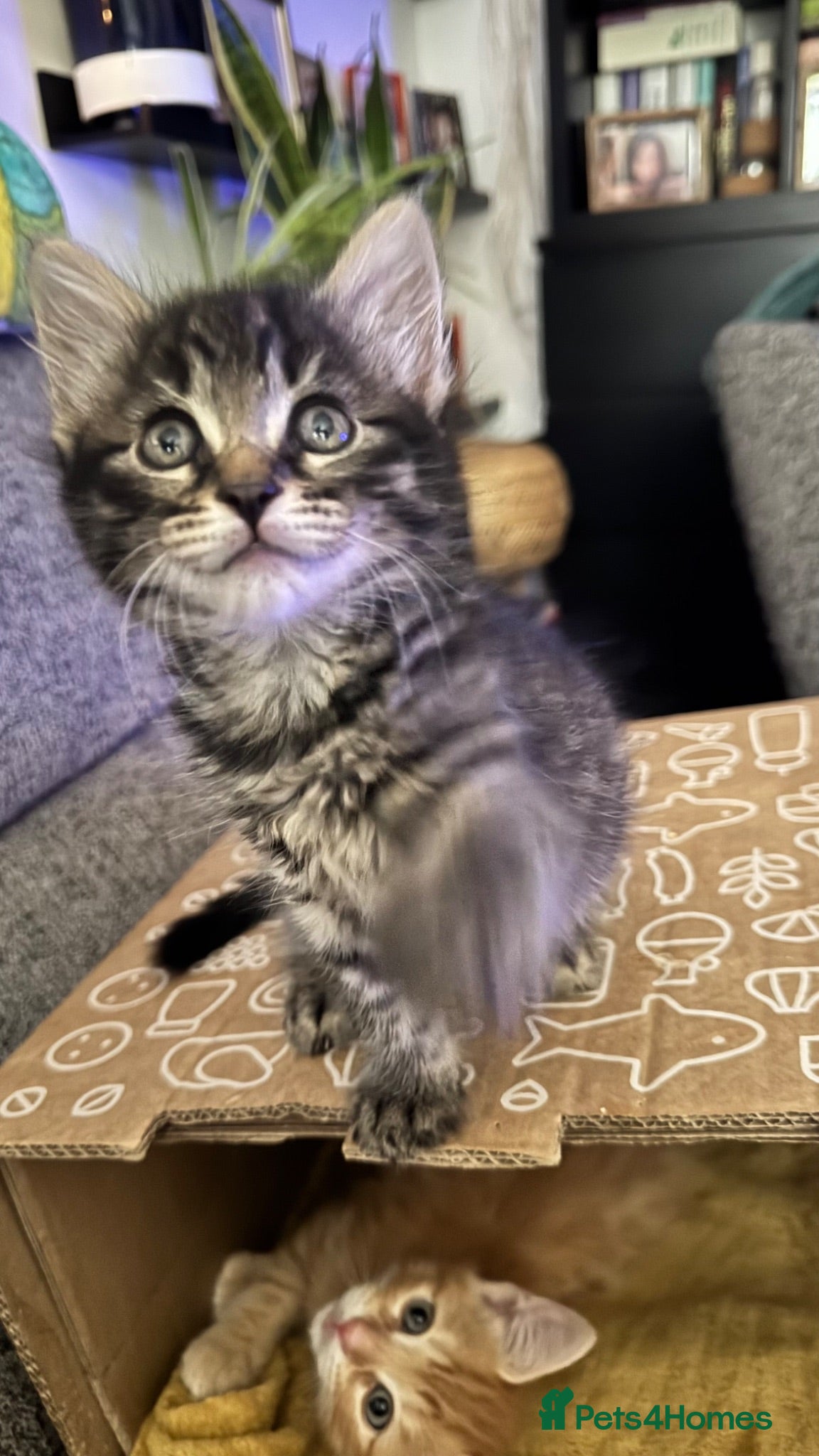 Mixed Breed cats Beautiful longhair kittens 😻 READY NOW !!! 3 LEFT - Advert 2