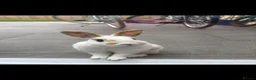 Mixed Breed rabbits for sale: 2 x rabbits  in Swindon - Advert 2