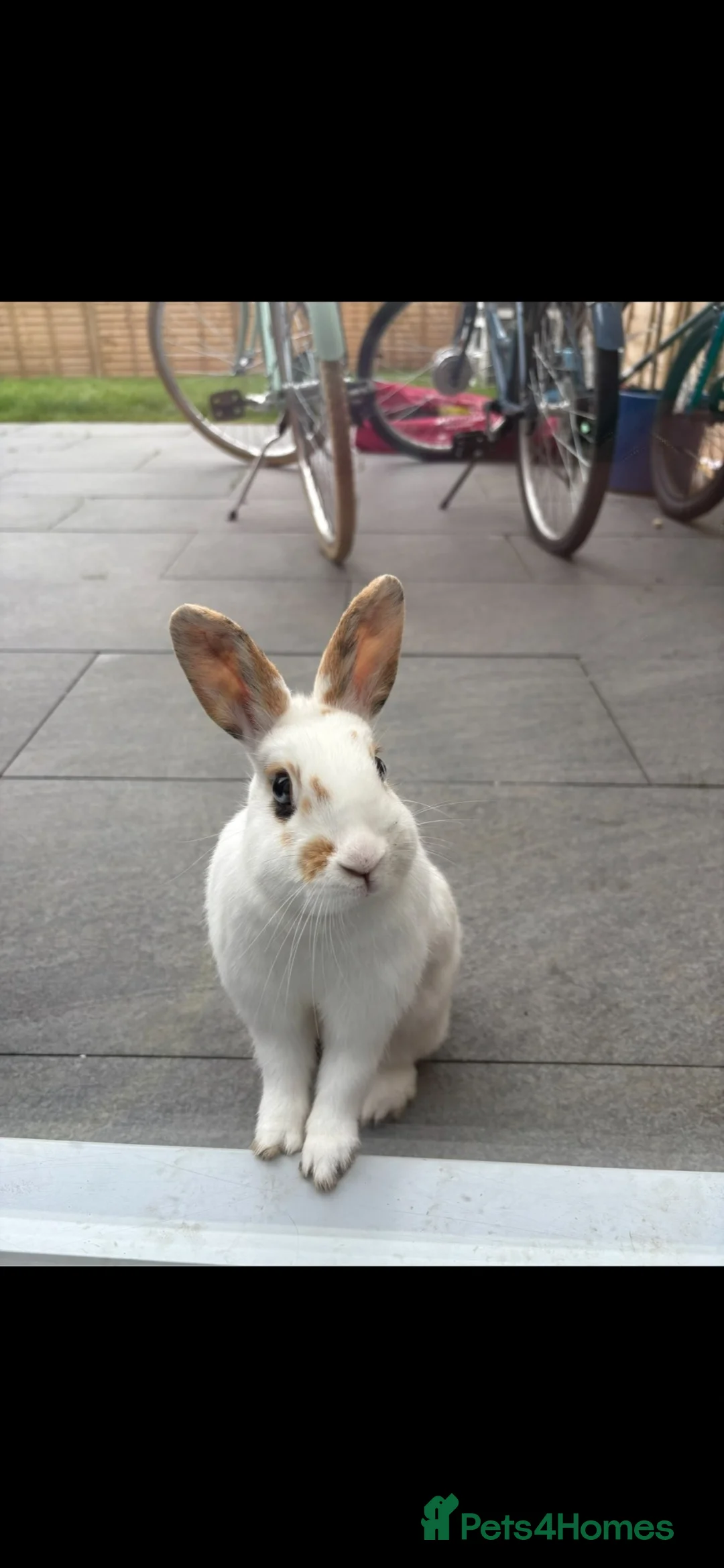 Mixed Breed rabbits for sale: 2 x rabbits  in Swindon - Advert 2