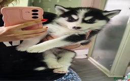 Siberian Husky dogs for sale: Perfect Mini Husky puppies - Image 1