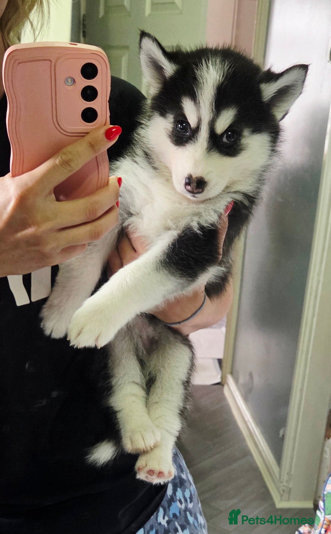 Siberian Husky dogs for sale: Perfect Mini Husky puppies - Image 1