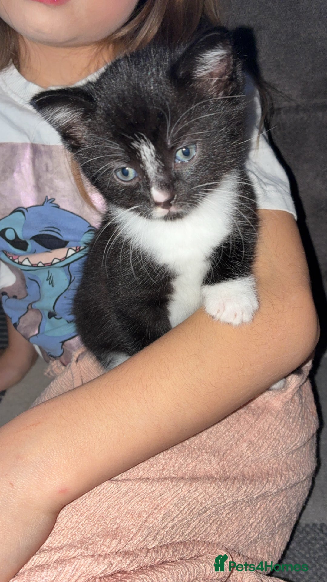 Mixed Breed cats for sale: 2 adorable kitten for sale - Advert 2