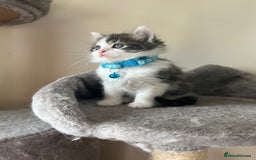 Turkish Angora cats for sale: Turkish Angora/ Ragdoll kittens for SALE !!! - Image 8